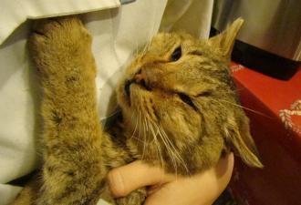 Микроинсульт у кошек: разбираемся в особенностях «страшного» диагноза